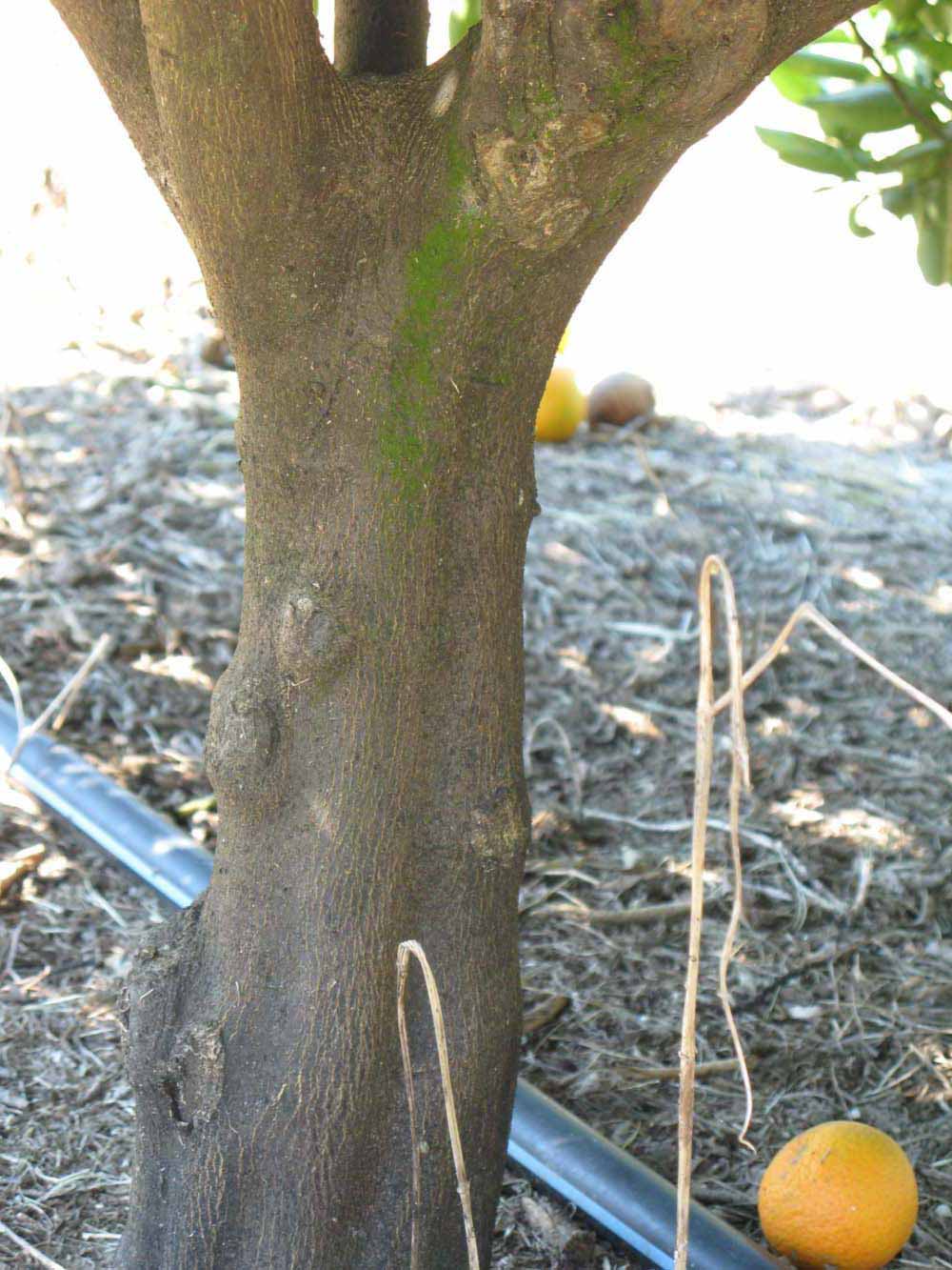              Bark (Winter Haven, FL)       